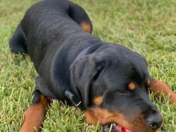 tyson 1
